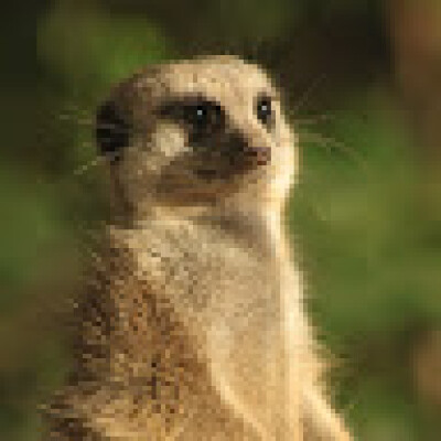 Jelle is looking for a Room in Arnhem